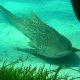 26- Requin-leopard 